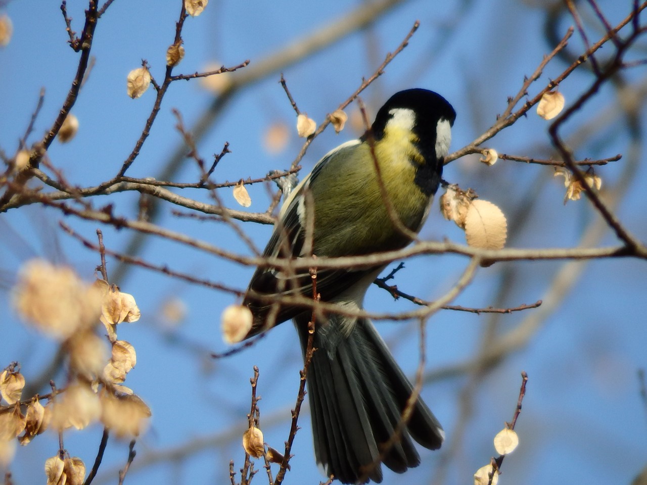 『木曽川水園のシジュウカラやカワラヒワ達･････』_d0054276_2038834.jpg