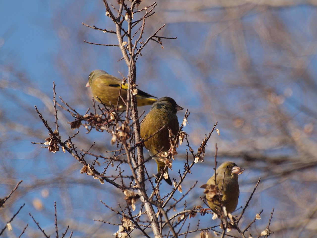 『木曽川水園のシジュウカラやカワラヒワ達･････』_d0054276_20391345.jpg