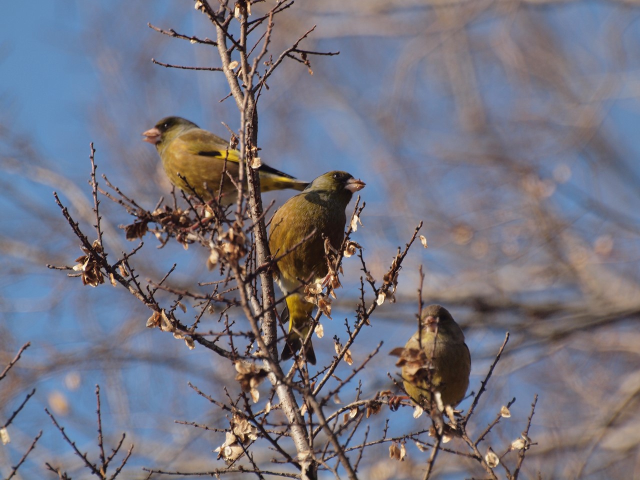 『木曽川水園のシジュウカラやカワラヒワ達･････』_d0054276_20392394.jpg