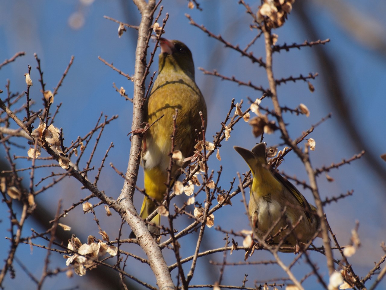 『木曽川水園のシジュウカラやカワラヒワ達･････』_d0054276_2039492.jpg