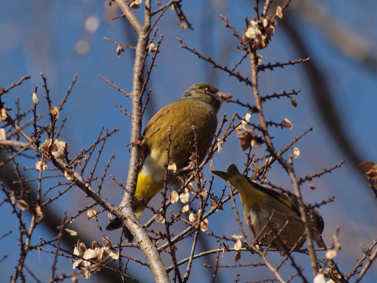 『木曽川水園のシジュウカラやカワラヒワ達･････』_d0054276_20395834.jpg