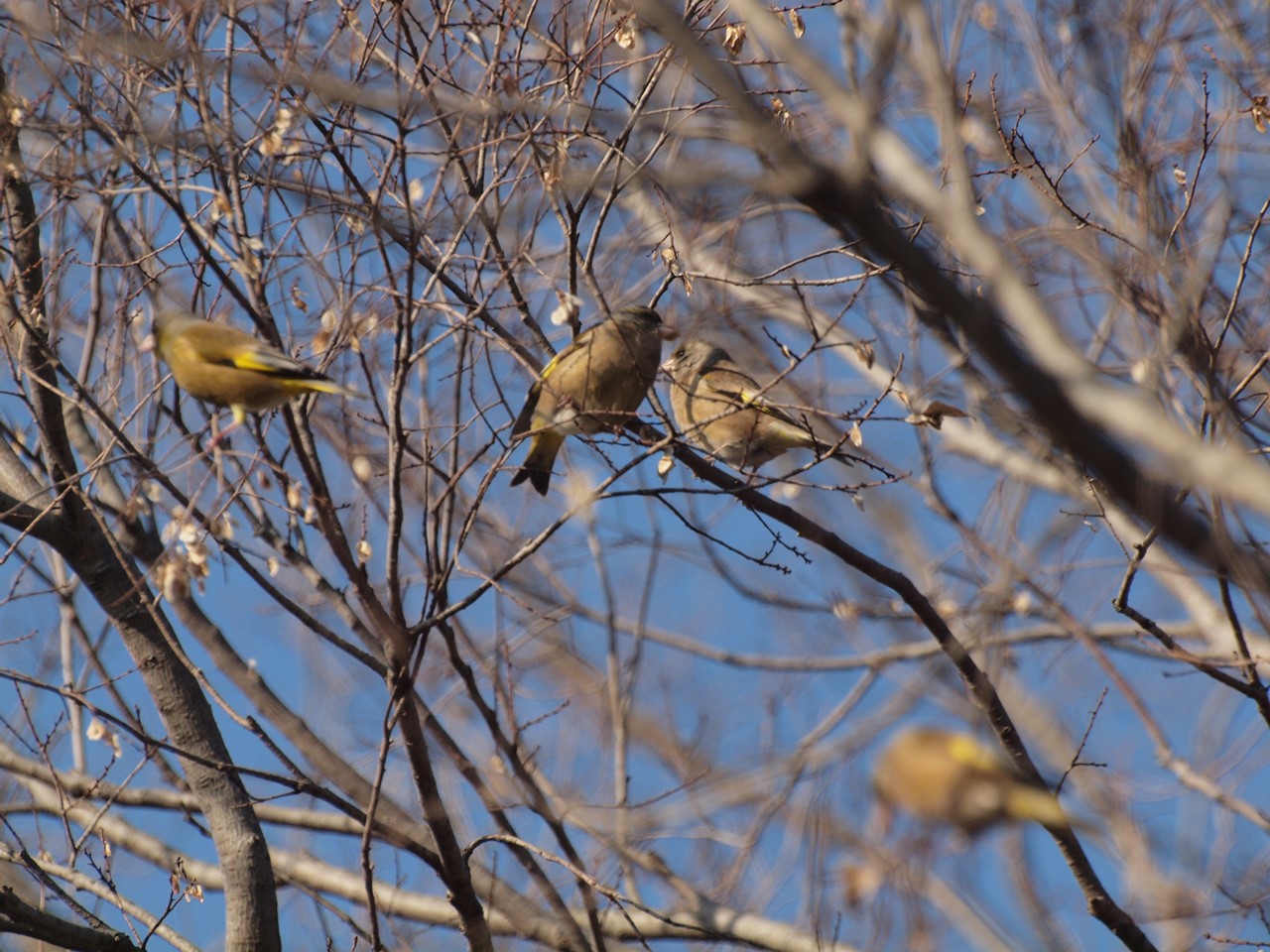 『木曽川水園のシジュウカラやカワラヒワ達･････』_d0054276_20401256.jpg