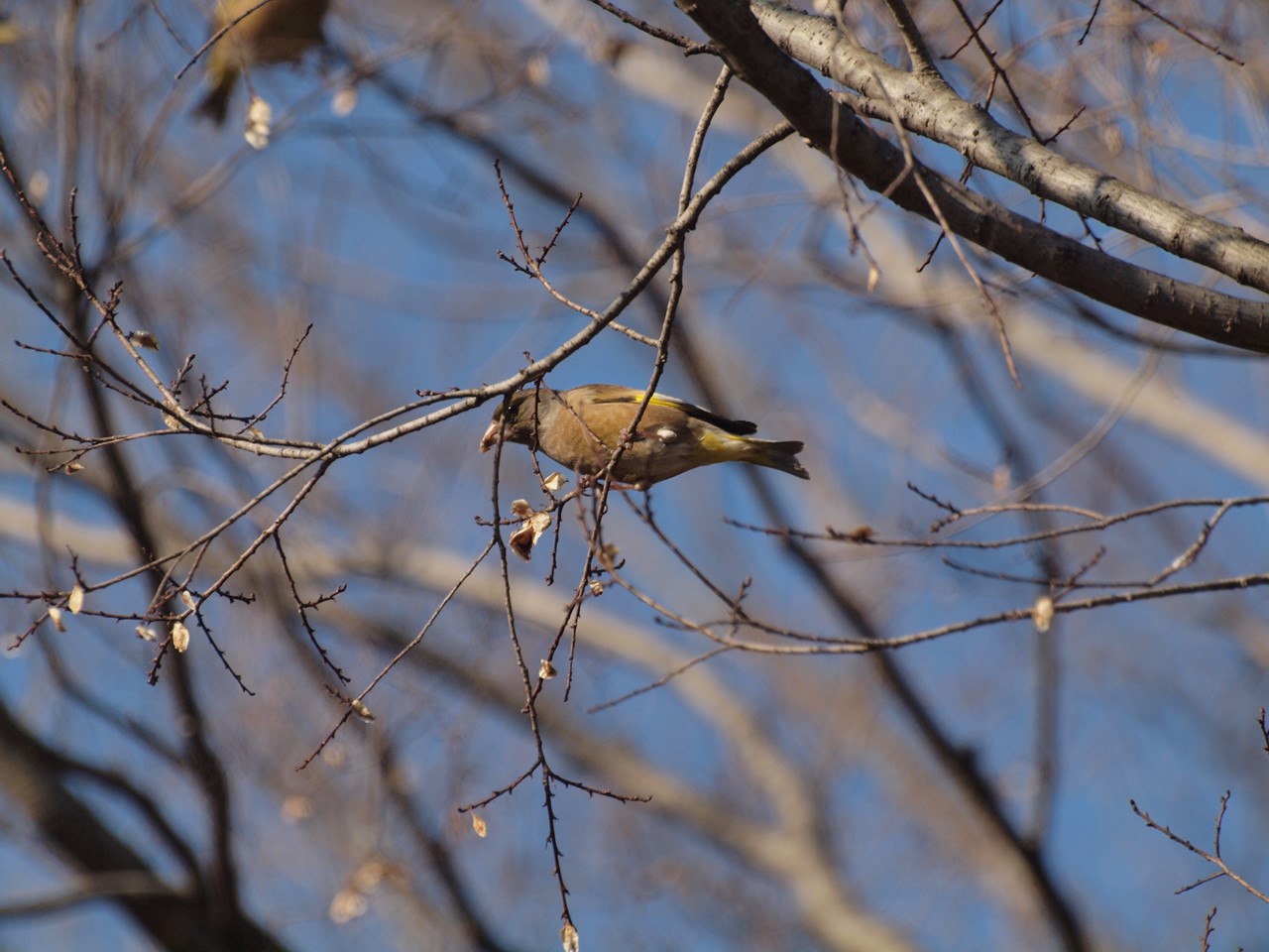 『木曽川水園のシジュウカラやカワラヒワ達･････』_d0054276_20402238.jpg