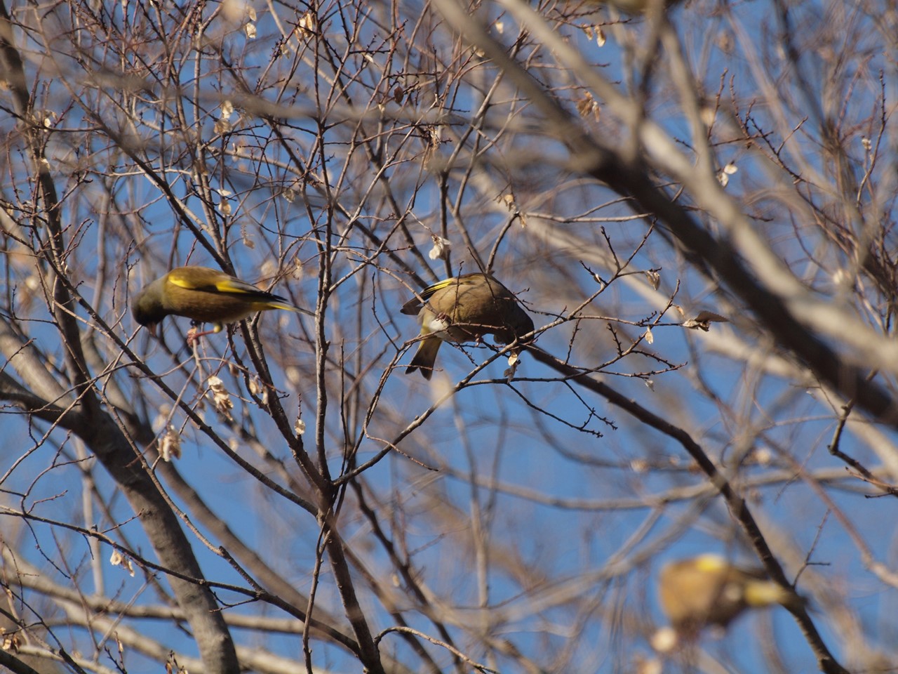 『木曽川水園のシジュウカラやカワラヒワ達･････』_d0054276_2040321.jpg