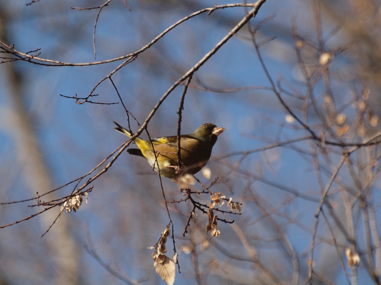 『木曽川水園のシジュウカラやカワラヒワ達･････』_d0054276_20404549.jpg