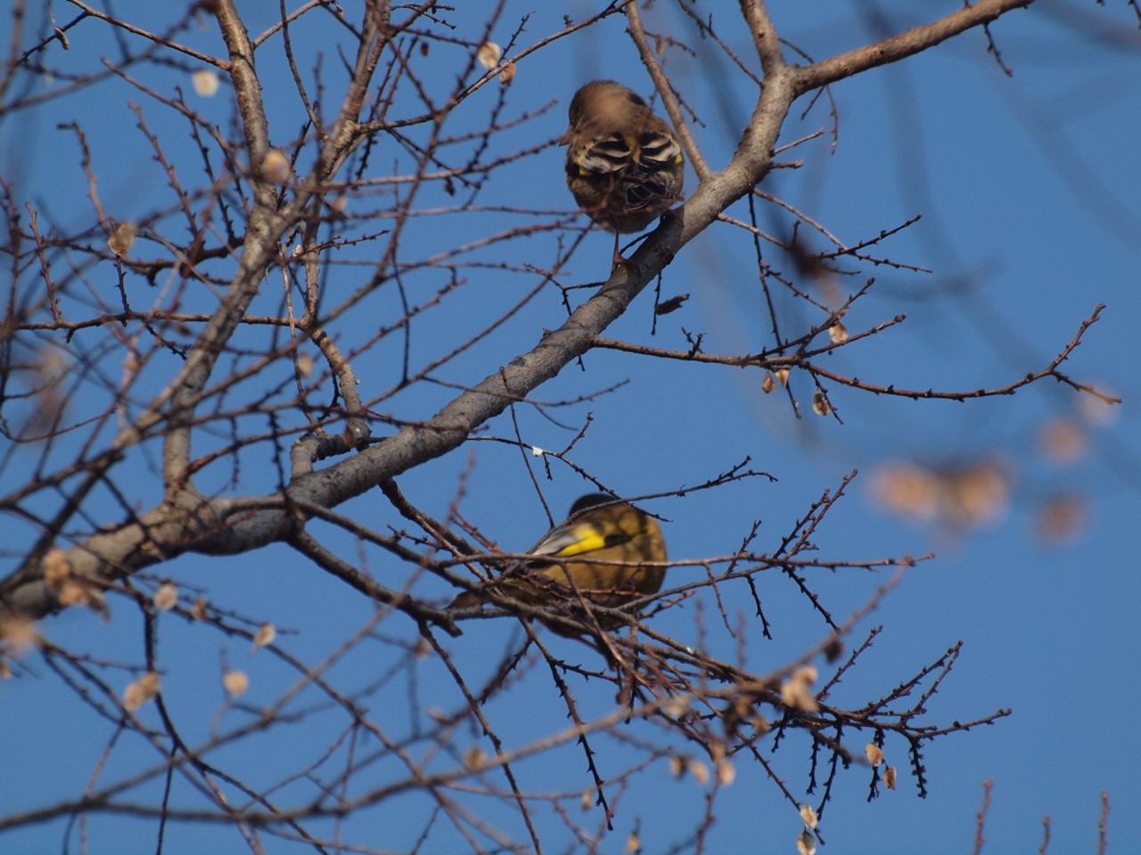 『木曽川水園のシジュウカラやカワラヒワ達･････』_d0054276_2040564.jpg