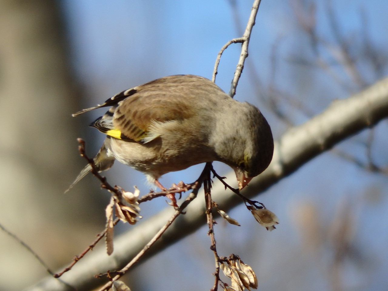 『木曽川水園のシジュウカラやカワラヒワ達･････』_d0054276_20411988.jpg