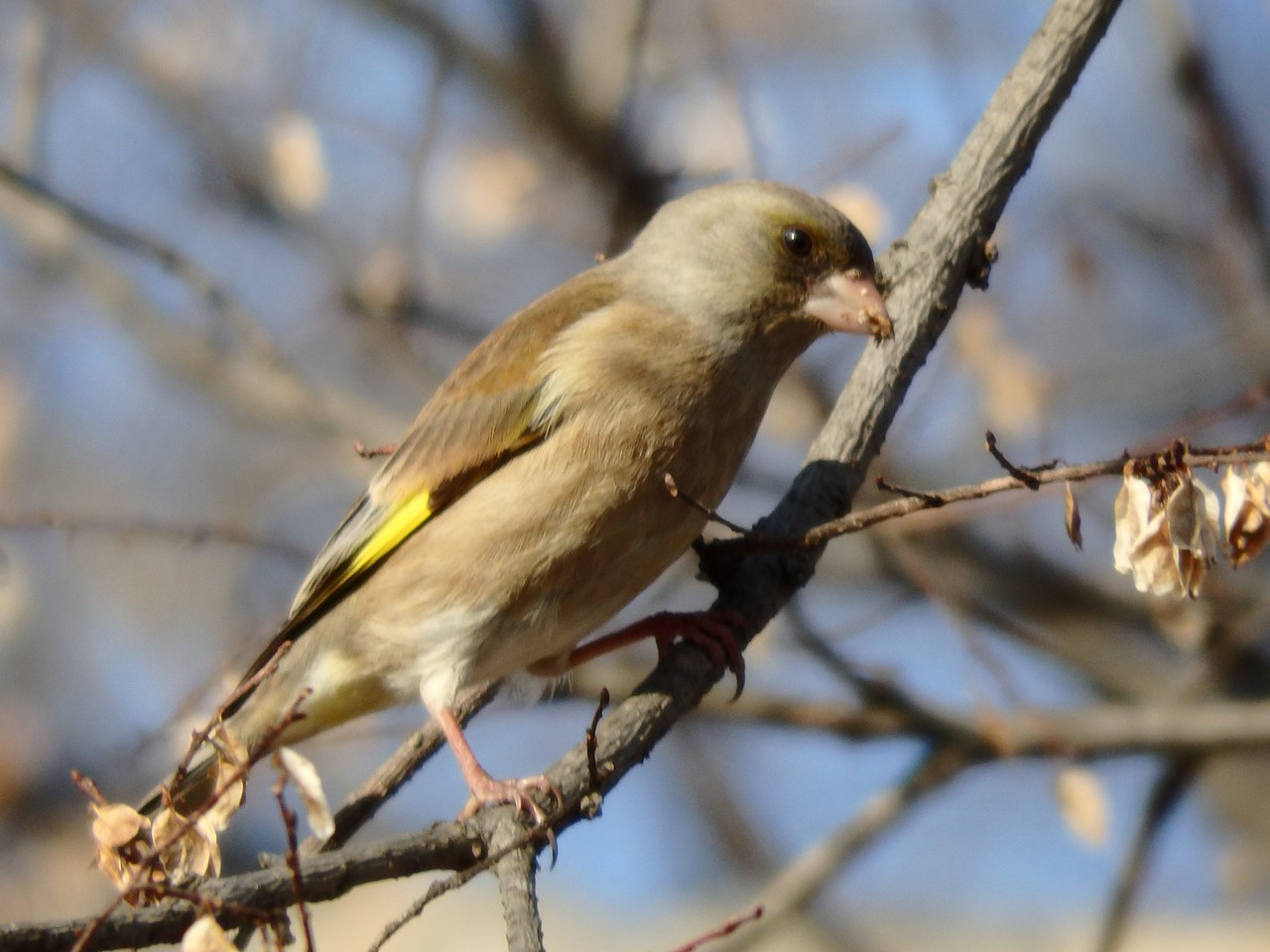 『木曽川水園のシジュウカラやカワラヒワ達･････』_d0054276_20412874.jpg