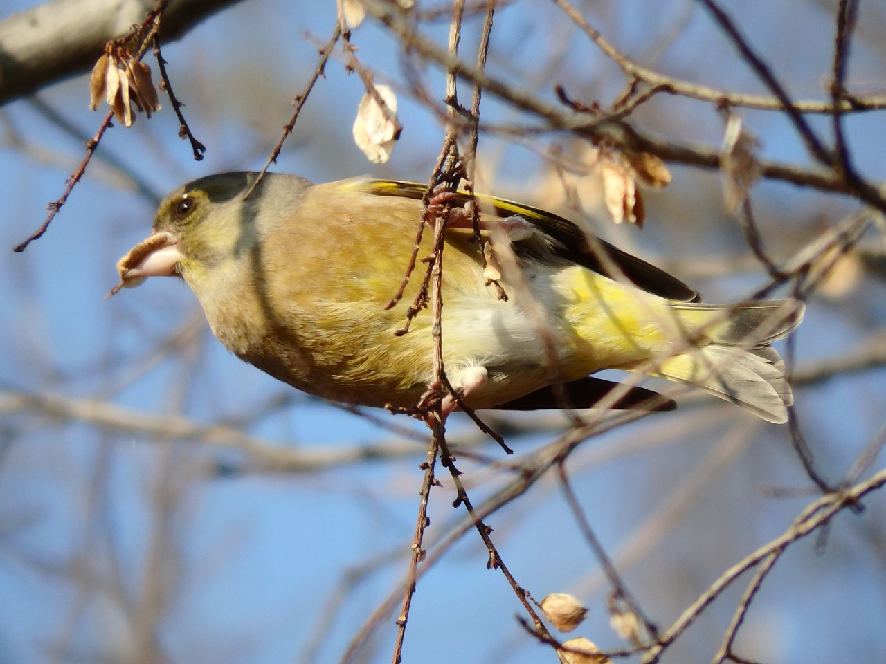 『木曽川水園のシジュウカラやカワラヒワ達･････』_d0054276_204140100.jpg