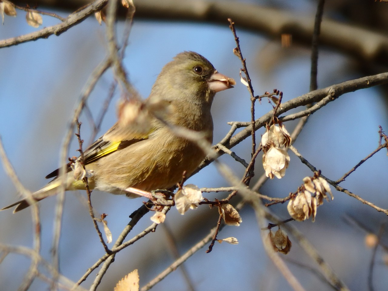 『木曽川水園のシジュウカラやカワラヒワ達･････』_d0054276_20415065.jpg