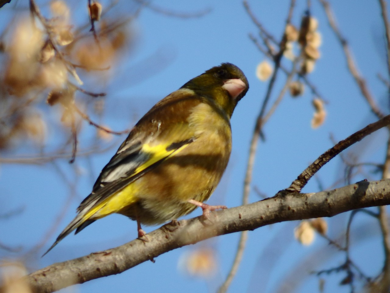 『木曽川水園のシジュウカラやカワラヒワ達･････』_d0054276_2041780.jpg