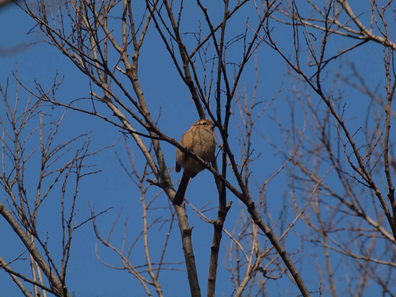 『木曽川水園のシジュウカラやカワラヒワ達･････』_d0054276_20421264.jpg