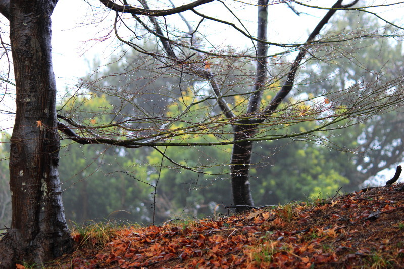 b0093678_16545390.jpg