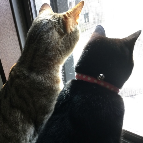 小さなポーチ_e0358096_16520208.jpeg