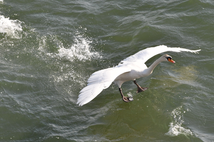 c0049299_22574245.jpg