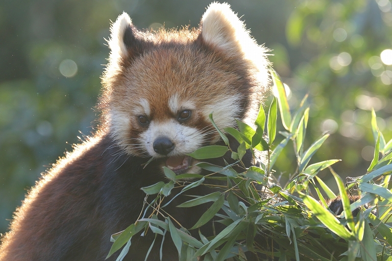 この日記ではニューフェース。レッサーパンダのアズキと、かのこ（多摩動物園）_b0291402_08023877.jpg