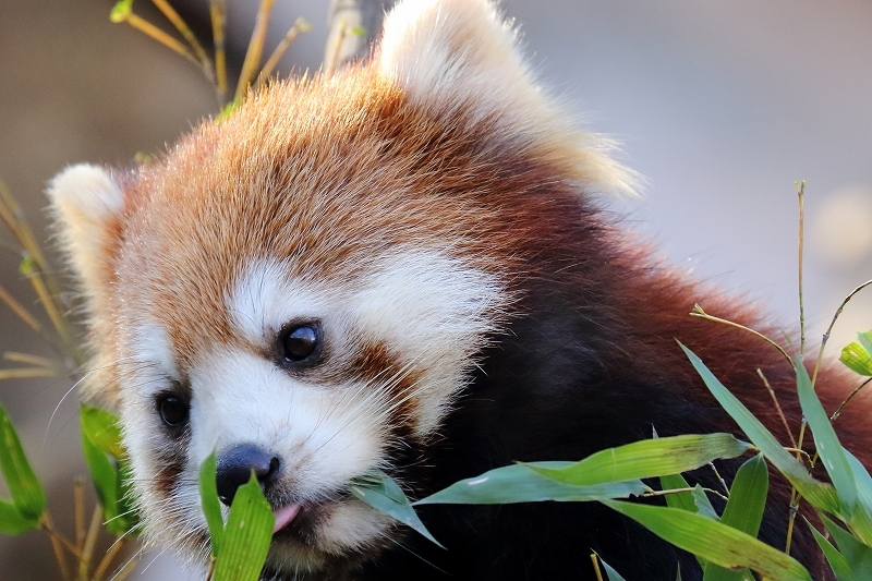 この日記ではニューフェース。レッサーパンダのアズキと、かのこ（多摩動物園）_b0291402_08024829.jpg