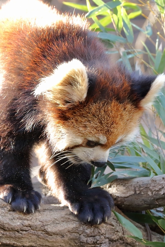 この日記ではニューフェース。レッサーパンダのアズキと、かのこ（多摩動物園）_b0291402_08030181.jpg