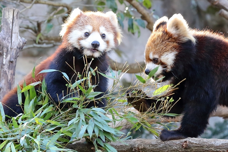 この日記ではニューフェース。レッサーパンダのアズキと、かのこ（多摩動物園）_b0291402_08032027.jpg