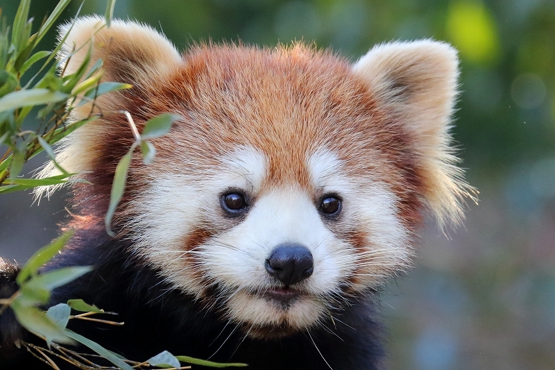 この日記ではニューフェース。レッサーパンダのアズキと、かのこ（多摩動物園）_b0291402_08033056.jpg