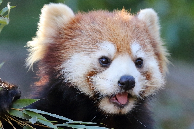 この日記ではニューフェース。レッサーパンダのアズキと、かのこ（多摩動物園）_b0291402_08033829.jpg