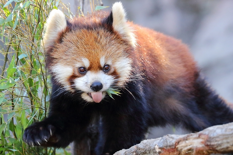 この日記ではニューフェース。レッサーパンダのアズキと、かのこ（多摩動物園）_b0291402_08034728.jpg