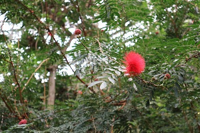 e0373815_12292558.jpg