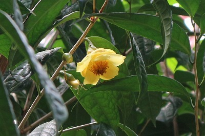 e0373815_12292662.jpg