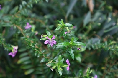 e0373815_12292673.jpg