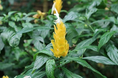 e0373815_12323489.jpg