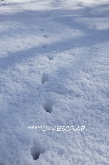 雪の日の訪問者 2月の八ヶ岳にて_d0348118_15163859.jpg