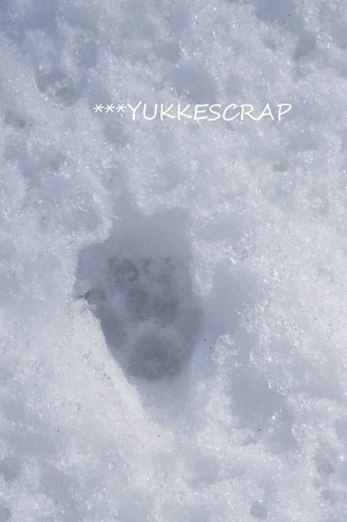雪の日の訪問者　2月の八ヶ岳にて_d0348118_15172115.jpg