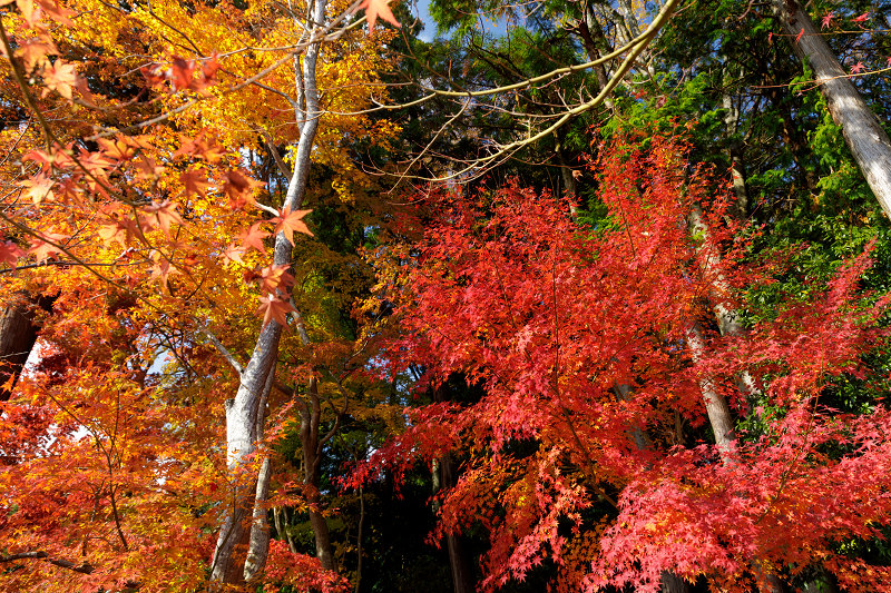 京都の紅葉2017 海住山寺の彩り（木津川市）_f0155048_23392012.jpg