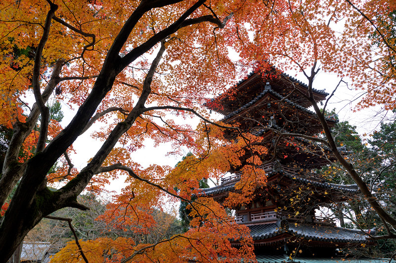 京都の紅葉2017 海住山寺の彩り（木津川市）_f0155048_23433495.jpg