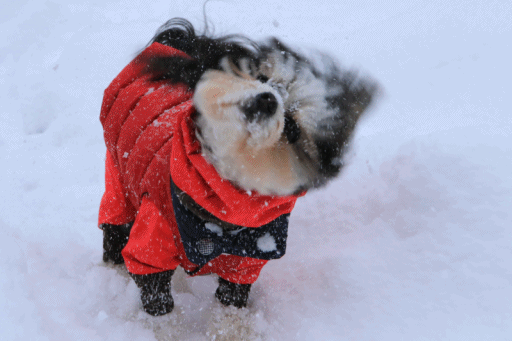 c0145250_10025289.gif