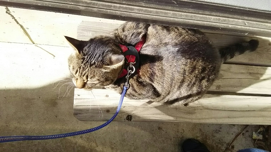 猫もテレマーク 白髪の旅ガラス 猫もテレマーク 白髪の旅ガラス