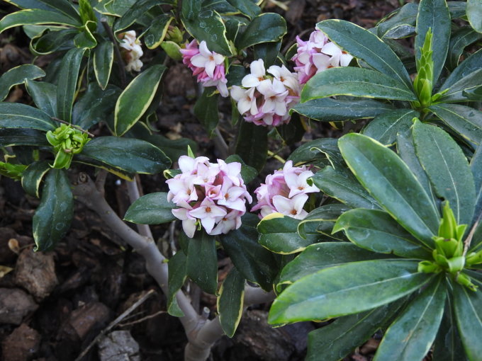 沈丁花 買って庭に植えちゃいました カリフォルニアの青い空