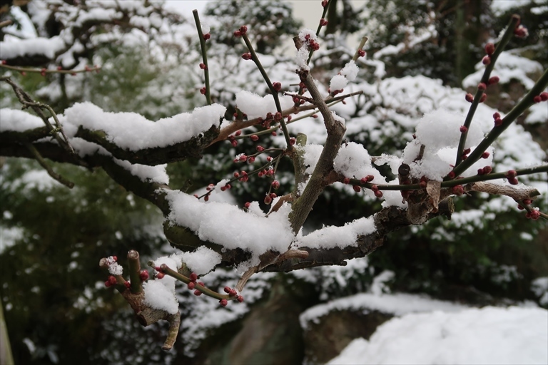 今日も又積雪情報_b0361173_10360497.jpg