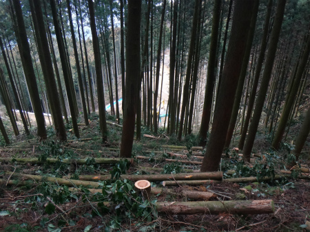 雷山中腹林道経由で雷山（糸島市）_d0182075_05180885.jpg