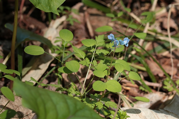 馬追山（瀞台）　馬追名水～馬追コミュニティーセンターコース _a0270291_20314053.jpg