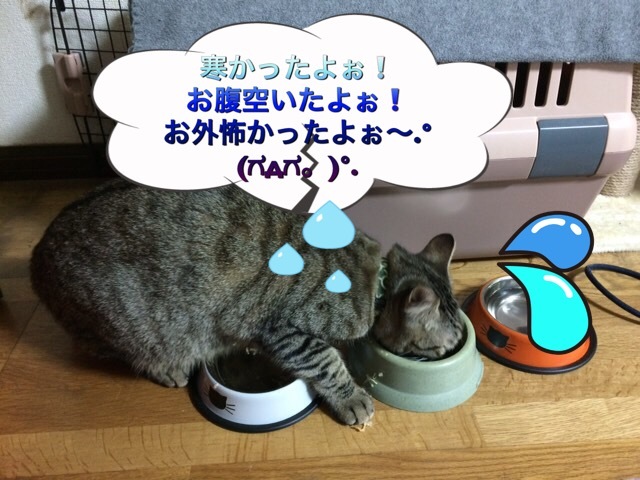 d0179994_12533422.jpeg