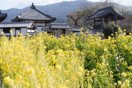 明日香村、春を見つけに。。 - katsuのヘタッピ風景