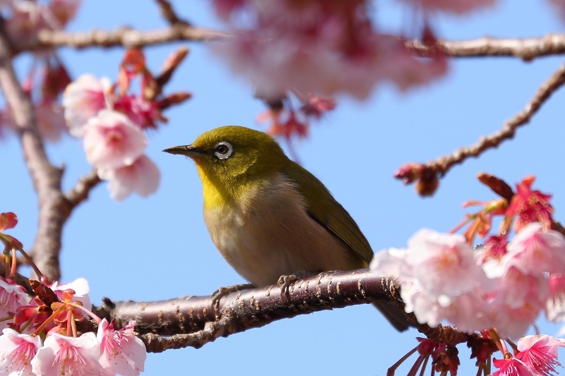 誰が名付けたアサジロウ「熱海＋桜＋メジロ」。そして「自家製えび干し」１，０８０円のお味は。_b0291402_05080660.jpg