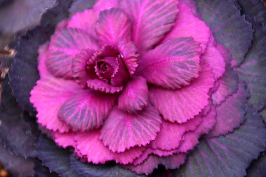 シロハラの水浴びとルリビタキと、花壇の花_e0255509_20494749.jpg