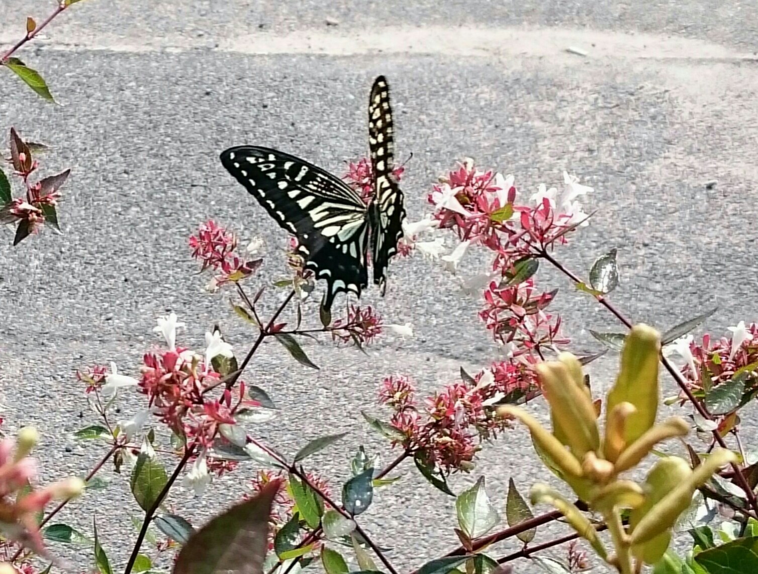 a0361610_00421858.jpg