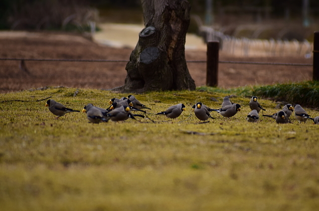 後楽園で探鳥と春探し_f0368610_21572256.jpg