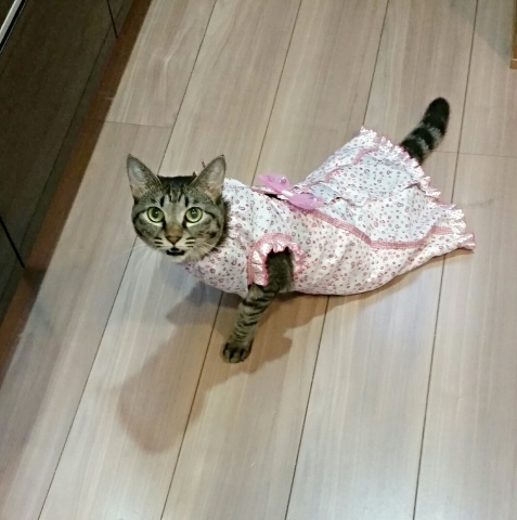 e0144012_11421294.jpeg