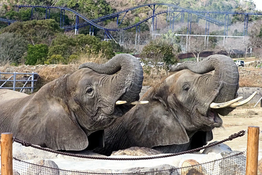 大型草食動物に餌やり_f0224624_14333986.jpg