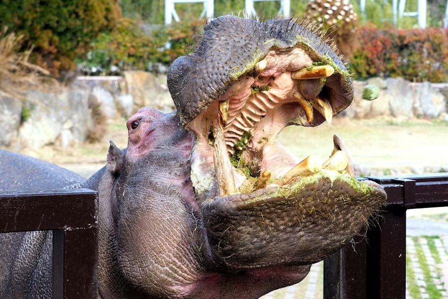 大型草食動物に餌やり_f0224624_14342105.jpg