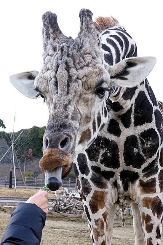 大型草食動物に餌やり_f0224624_14354164.jpg